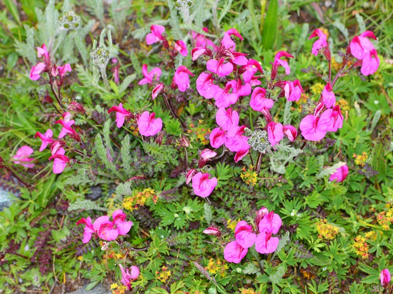 Pedicularis kerneri